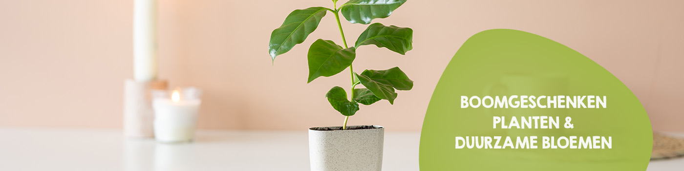 Boomgeschenken, planten & bloemen