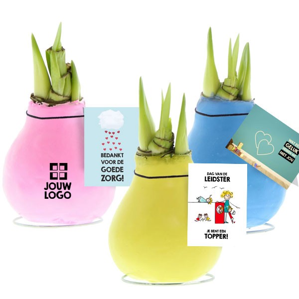 no-water-flowers-geschenk-met-verhaal-amaryllis
