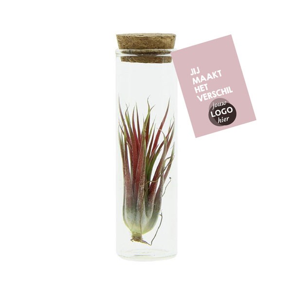 Luchtplantje-airplant-glazen-potje-bedrukken-logo