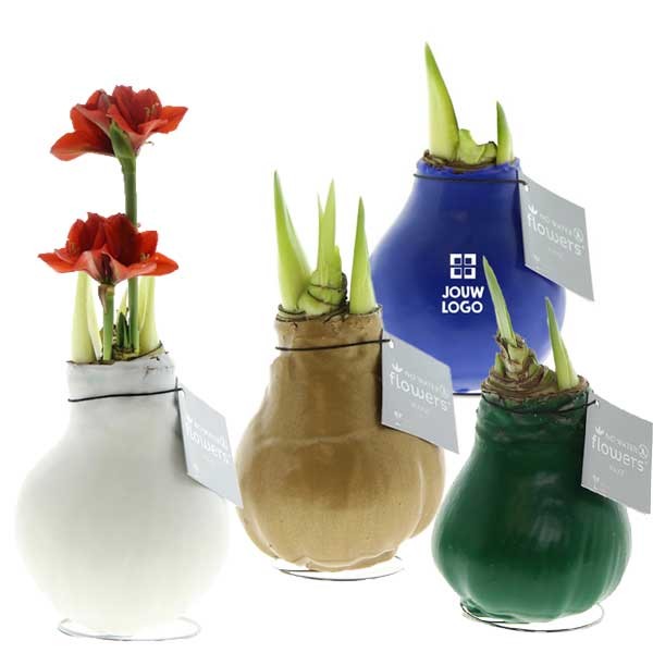 no-water-flowers-amaryllis-waxz-gepersonaliseerd-geschenk-met-verhaal