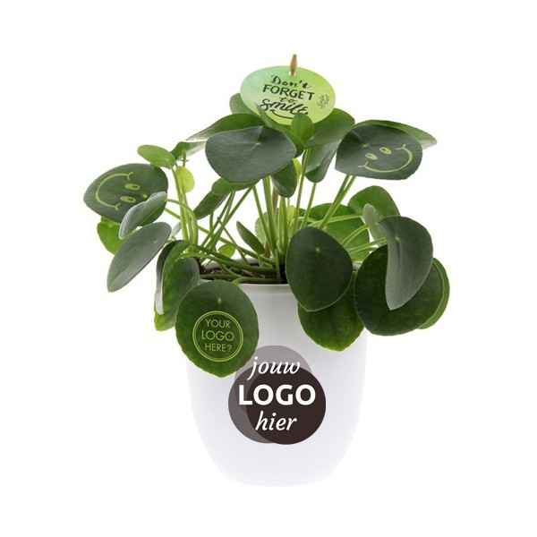Smylieplant®-large-geschenk-met-verhaal