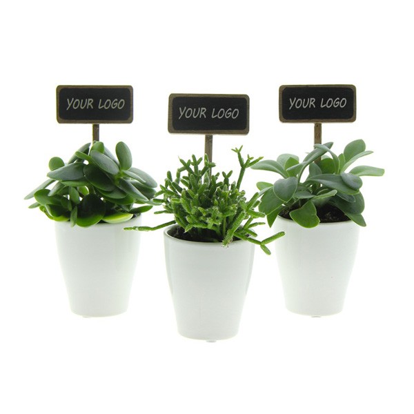 tiny-greenz-easy-care-mix-geschenk-met-verhaal