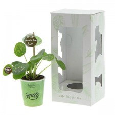 smylieplant-geschenk-met-verhaal-kartonnen-pot-giftbox