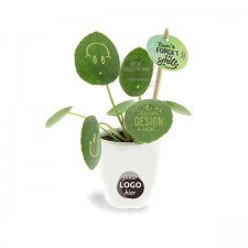 Smylieplant®-geschenk-met-verhaal