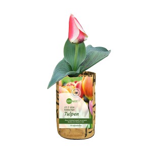super-tulip-kweektuin-tulp