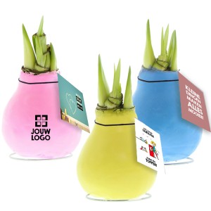 no-water-flowers-geschenk-met-verhaal-amaryllis