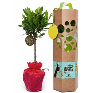 boomgeschenk-geschenk-met-verhaal