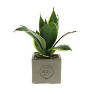 Congreet-logo-geschenk-met-verhaal