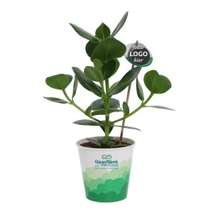 healthy-air-kantoor-plant-oxy-greenz-geschenk-met-verhaal
