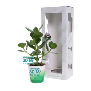 healthy-air-kantoor-plant-oxy-greenz-geschenk-met-verhaal