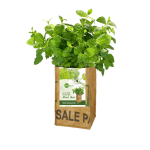 let-it-grow-kweektuin-munt