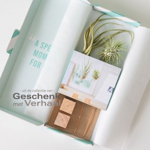 Luchtplantjes Giftbox (bievenbusgeschenk)