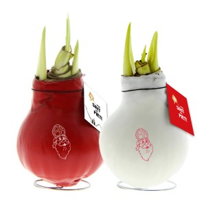 no-water-flowers-sinterklaas-geschenk-met-verhaal-amaryllis