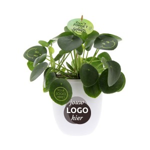 Smylieplant®-large-geschenk-met-verhaal