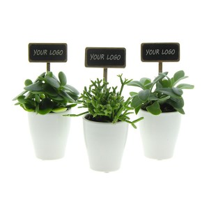 tiny-greenz-easy-care-mix-geschenk-met-verhaal