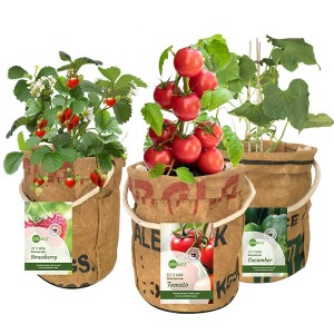 let-it-grow-veggie-and-fruity-geschenk-met-verhaal