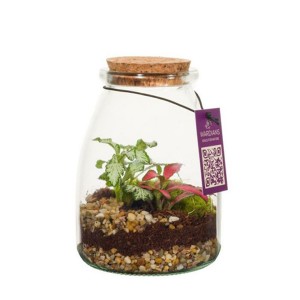 wardians-ecosystem-bottle-s-geschenk-met-verhaal
