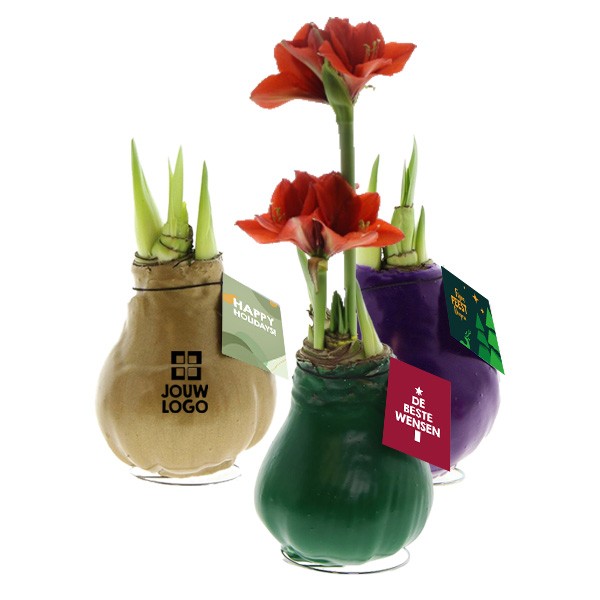 No Water Flowers - Waxz Amaryllis Eindejaar