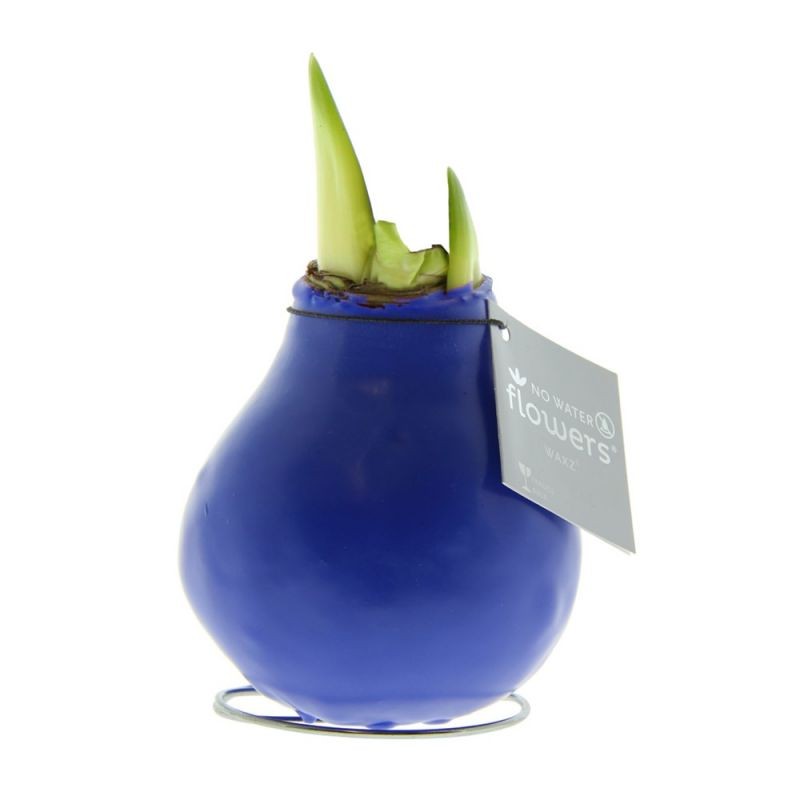 No Water Flowers - Waxz Amaryllis
