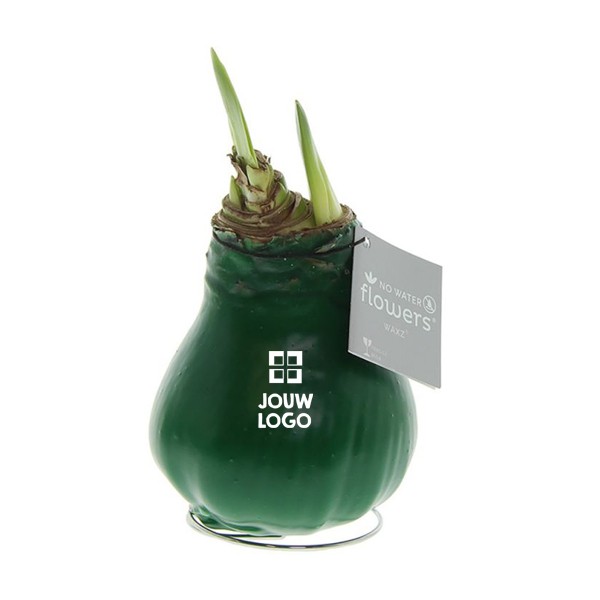 No Water Flowers - Waxz Amaryllis